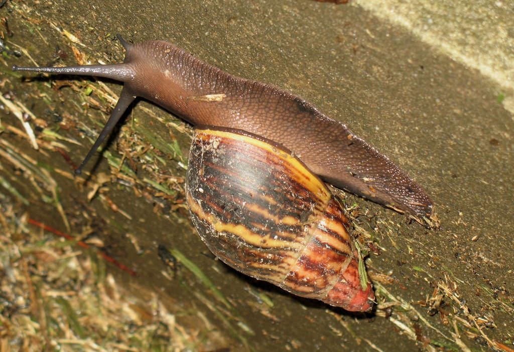 Giant West African / Banana Rasp Snail (Archachatina marginata), photographed in the wild