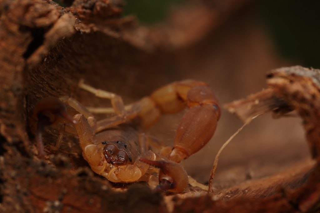 Jackson's / tanzanian red buthid (jacksoni) (Babycurus jacksoni), photographed in the wild
