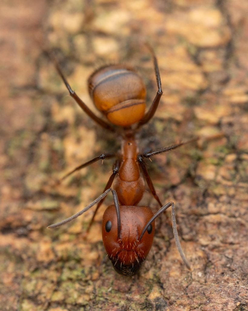 Nicobar carpenter ant (Camponotus nicobarensis), photographed in the wild