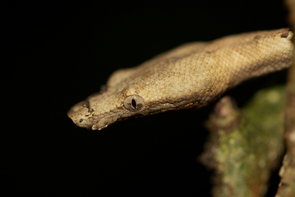 Solomon Island Ground Boa (Candoia carinata), photograph