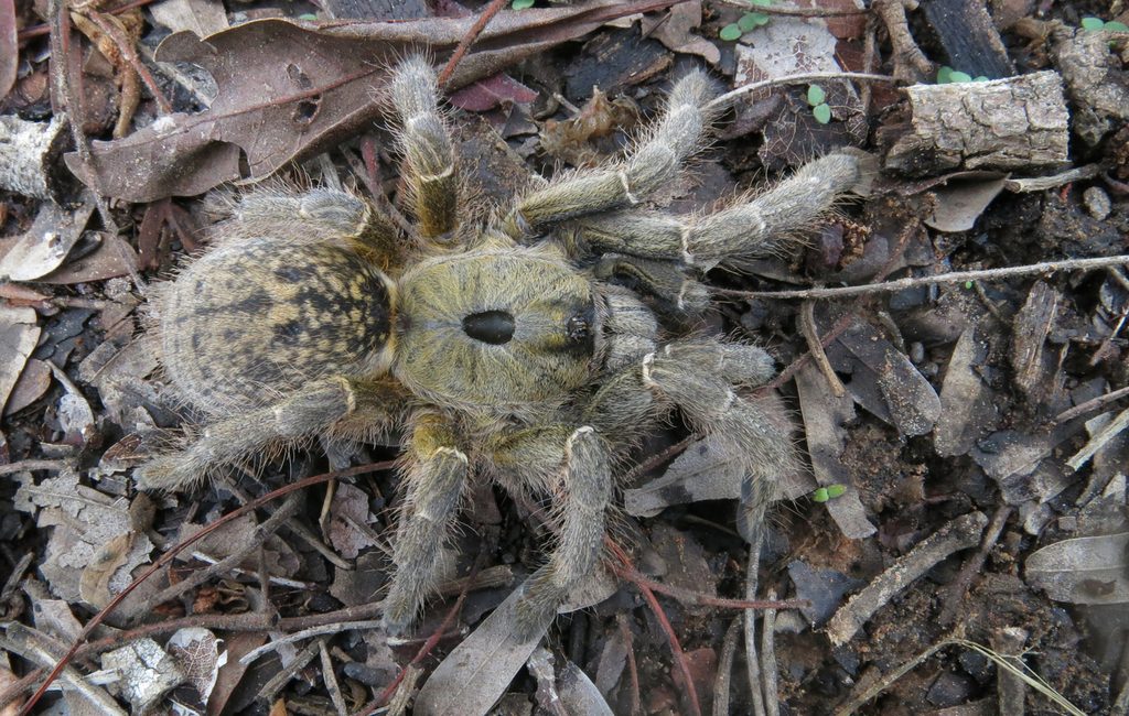 Sander's Horned Baboon (Ceratogyrus sanderi), photographed in the wild
