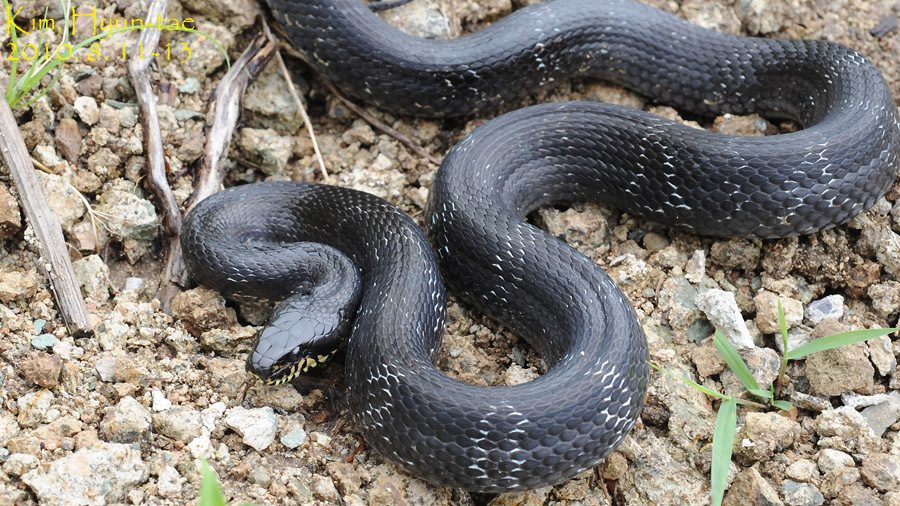 Russian Rat Snake (Elaphe schrenckii), photographed in the wild