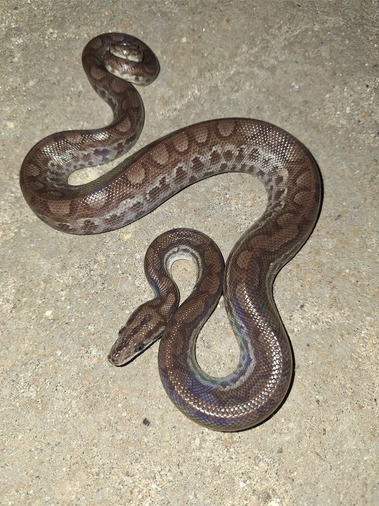 Colombian Rainbow Boa (Epicrates maurus), photographed in the wild