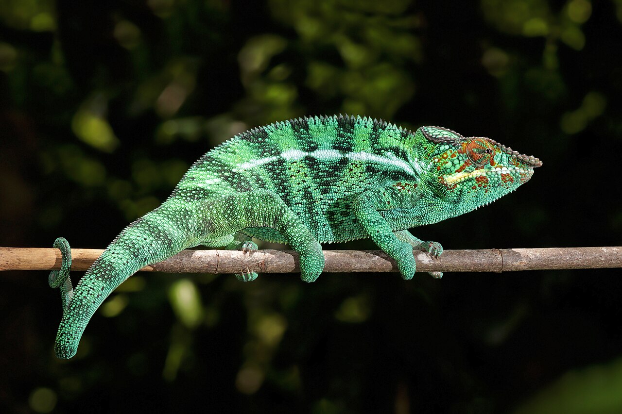 Panther Chameleon (Furcifer pardalis), adult male of the Nosy Be locality, photographed in the wild