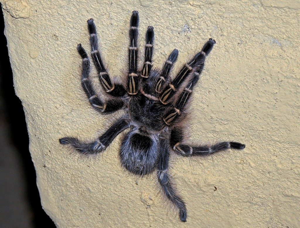 Chaco Golden Knee (Grammostola pulchripes), photographed in the wild