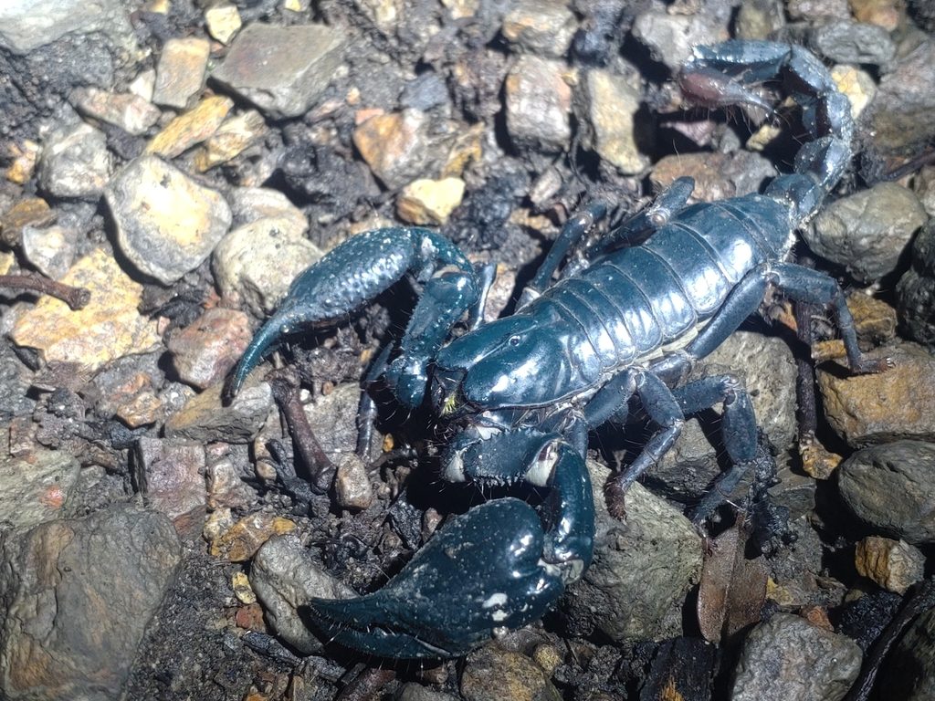 Laotian / Vietnamese giant forest scorpion (Heterometrus laoticus), photographed in the wild