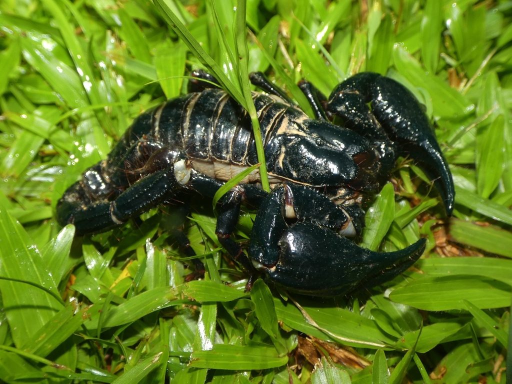 Malayan / Asian forest scorpion (Heterometrus spinifer), photographed in the wild