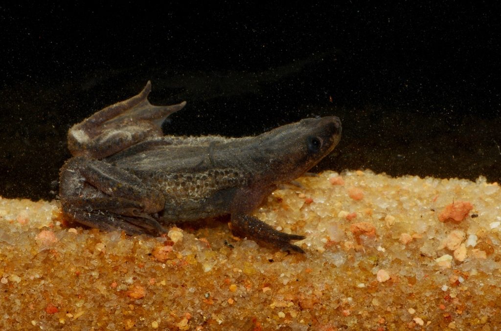 African Dwarf Frog (Hymenochirus boettgeri), photographed in the wild