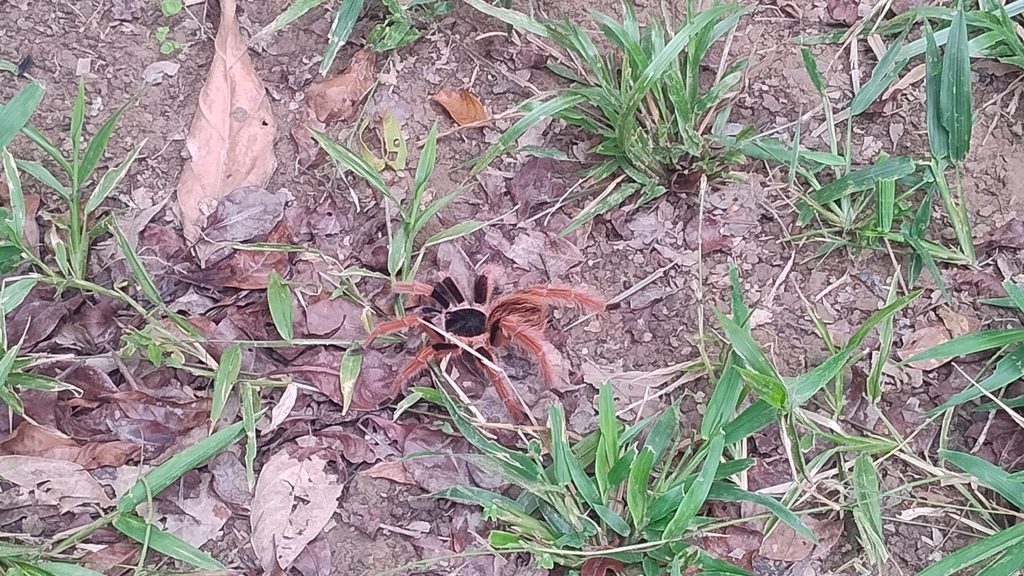 Colombian Giant Redleg (Megaphobema robustum), photographed in the wild