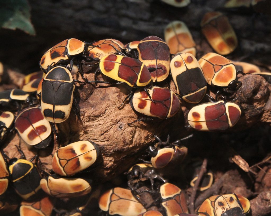 Sun beetle (fruit beetle) (Pachnoda marginata), photographed in the wild