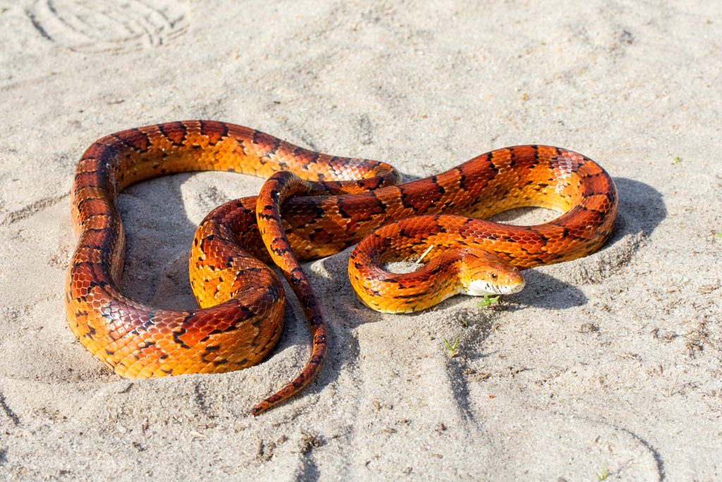 Corn Snake (Pantherophis guttatus), photographed in the wild