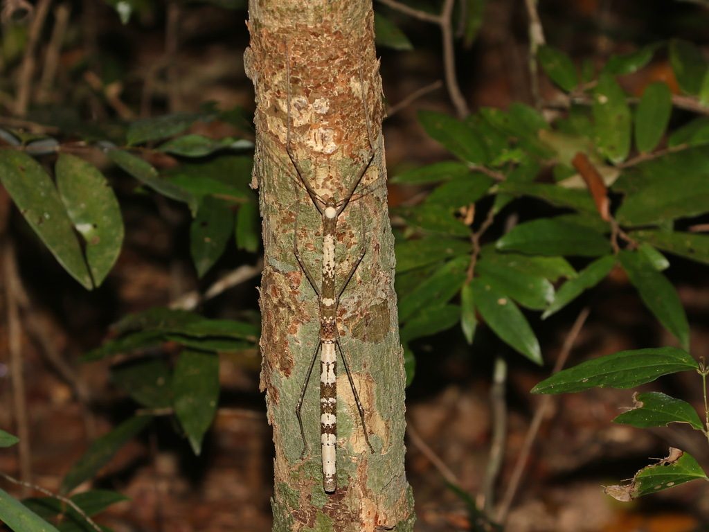 Thai Bud-Wing Stick Insect (Phaenopharos khaoyaiensis), photographed in the wild