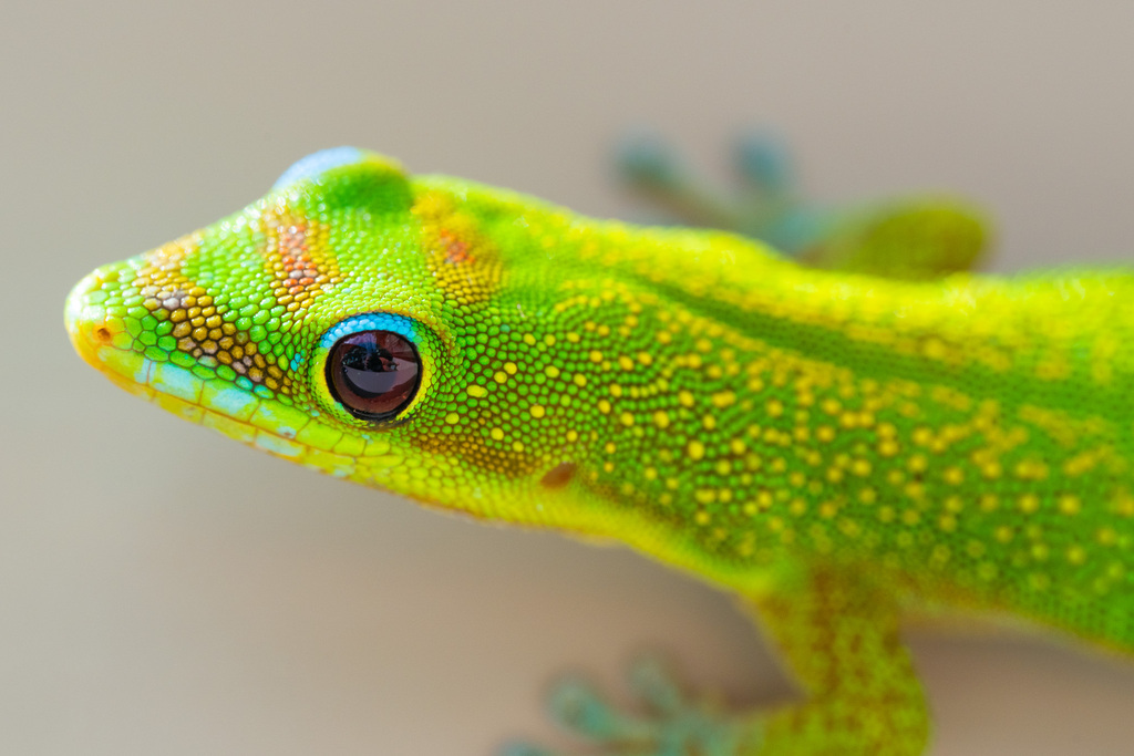 Gold Dust Day (Phelsuma laticauda), photographed in the wild