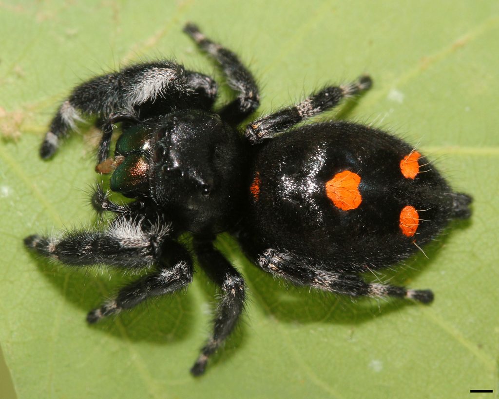 Bold jumping spider (Phidippus audax), photographed in the wild