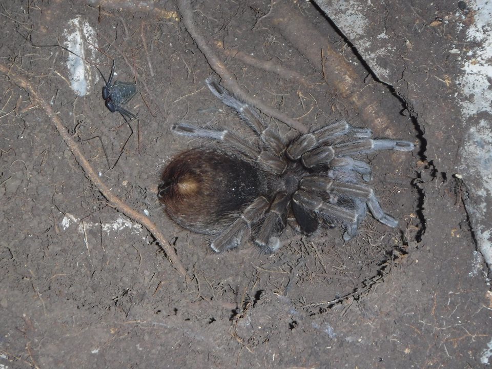 Phormictopus sp. (auratus/cancerides), photographed in the wild