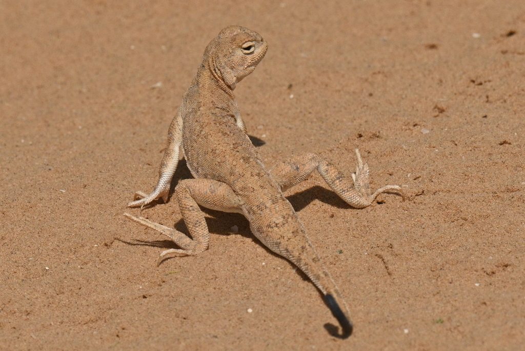 Photograph of Toad head agama (Phrynocephalus guttatus)