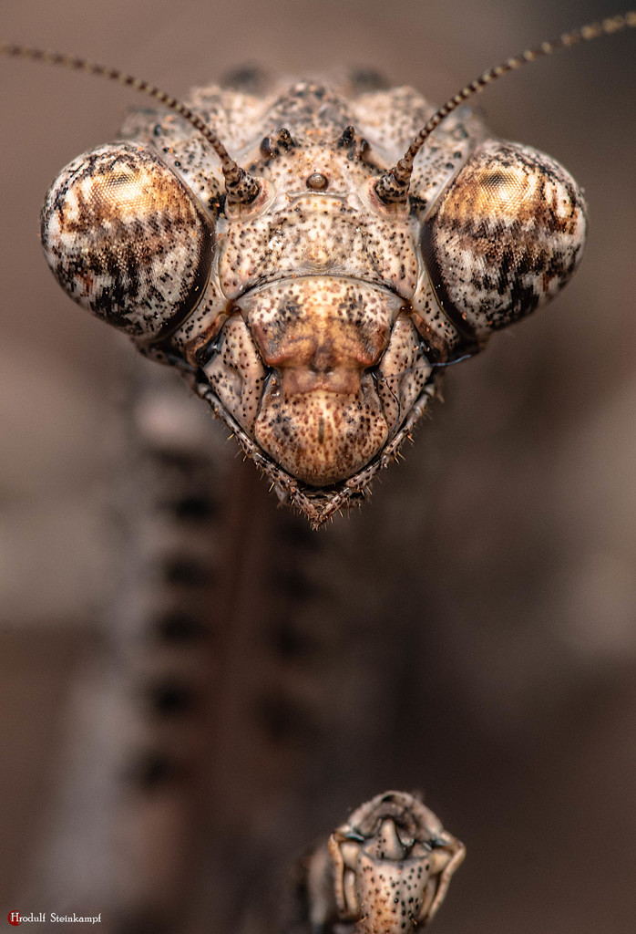 African Twig Mantis (Popa spurca), photographed in the wild