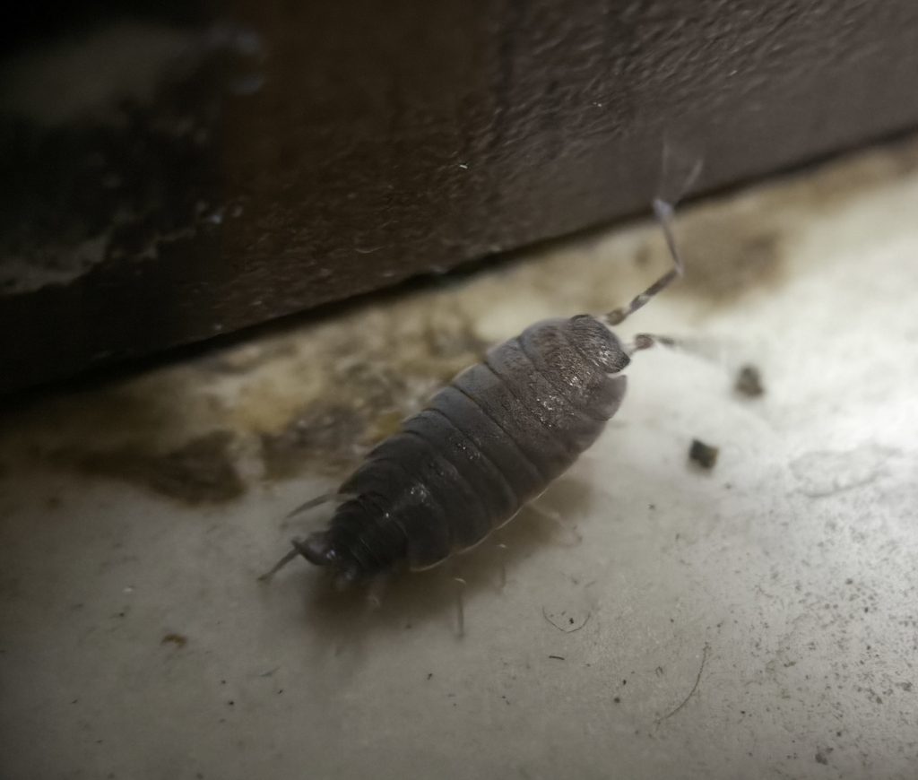 Powder Blue / Powder Orange Isopod (Porcellionides pruinosus), photographed in the wild