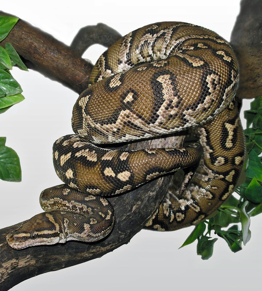 Angolan Python (Python anchietae), photographed in the wild
