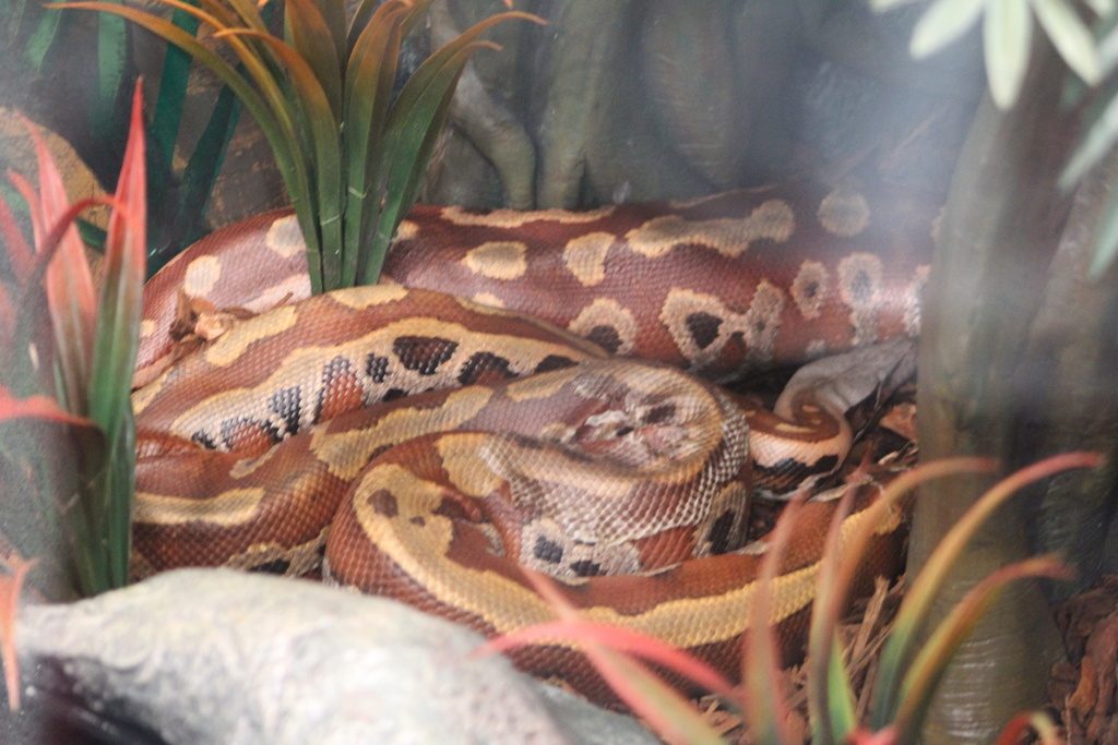 Sumatran Short-tailed Python (Python curtus), photograph