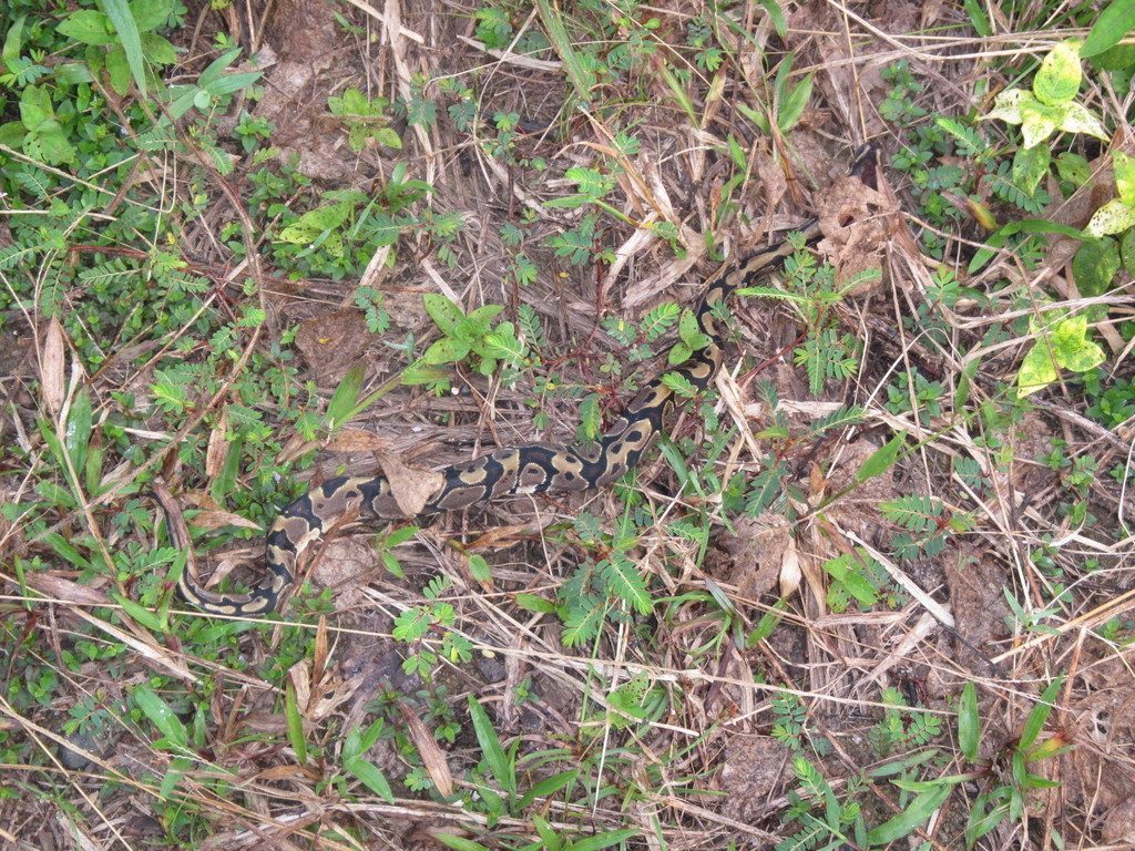 Python regius, photographed in the wild