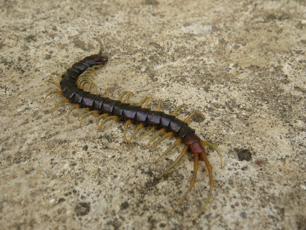 Blue-legged / Long-legged Centipede (Rhysida longipes), photographed in the wild