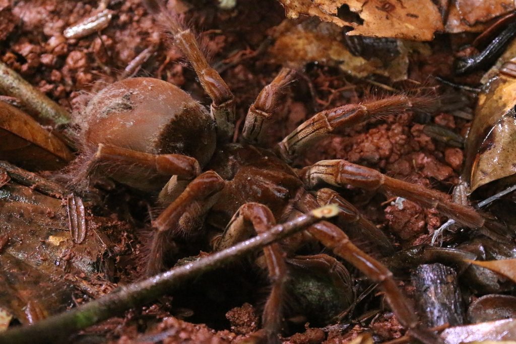 Burgundy Goliath Birdeater (Theraphosa stirmi), photographed in the wild
