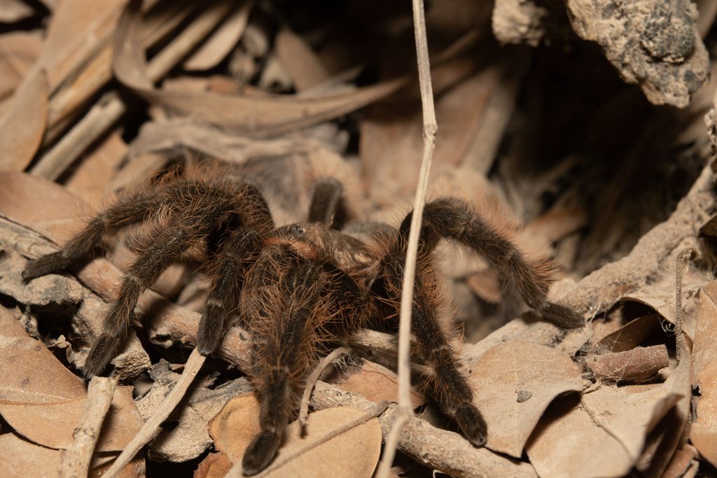 Curly Hair Tarantula (Tliltocatl albopilosus), photographed in the wild