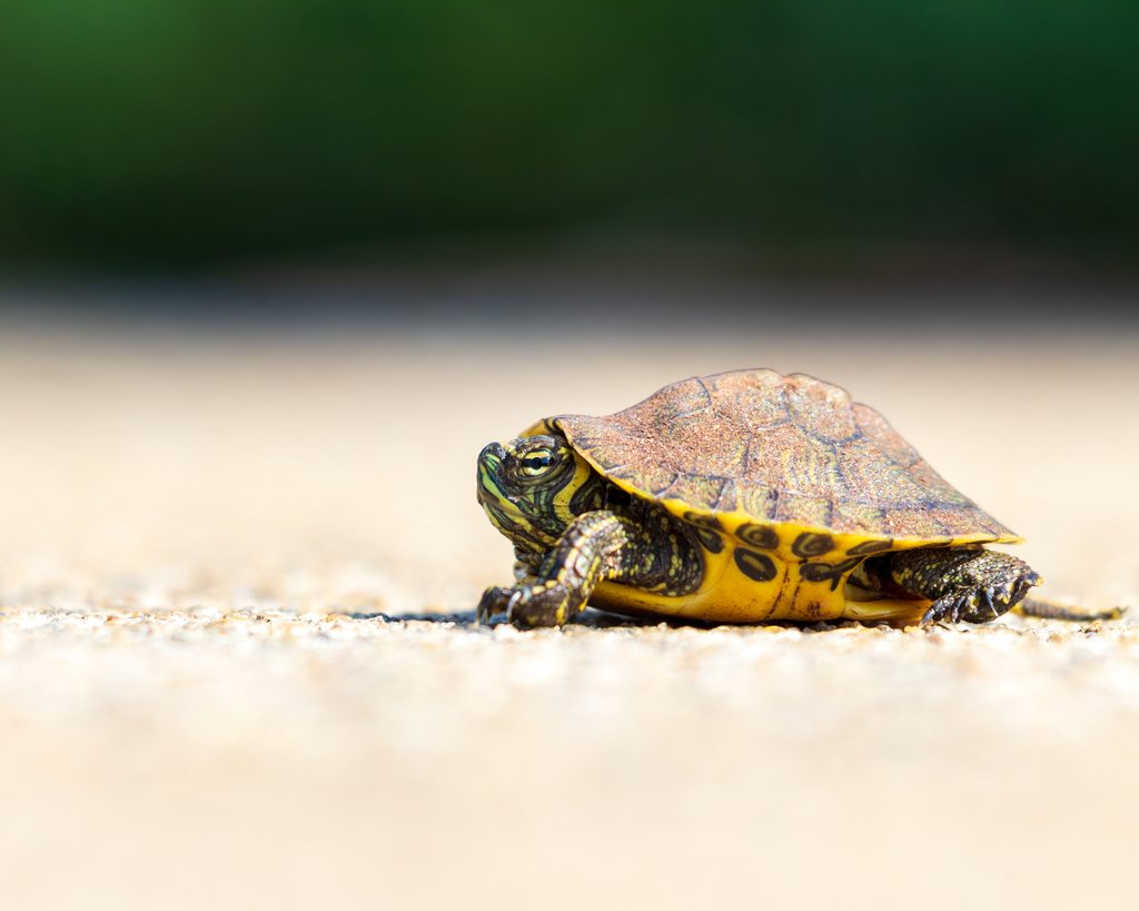 Yellow-bellied Slider (Trachemys scripta scripta), photograph