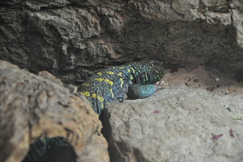Ornate Uromastyx (Uromastyx ornata), photograph