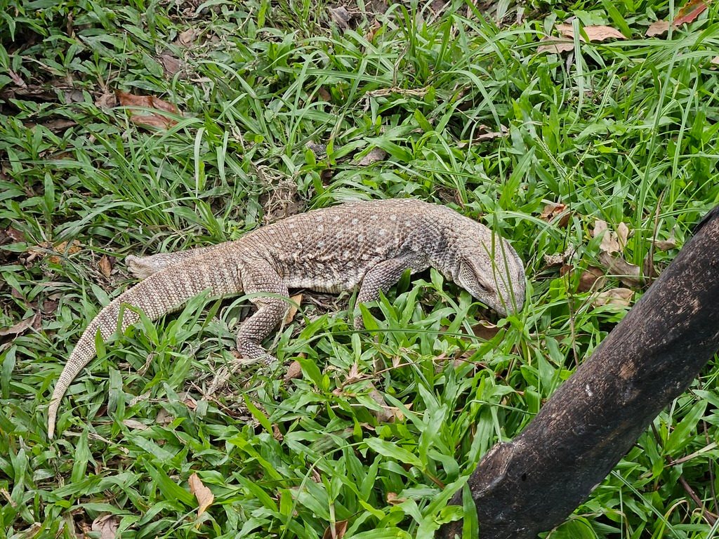 Savannah Monitor (Varanus exanthematicus), photograph